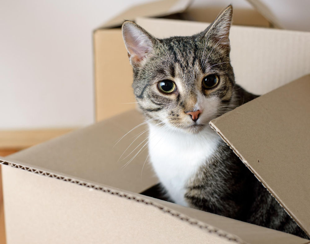 Cat adjusting to a new home during a move